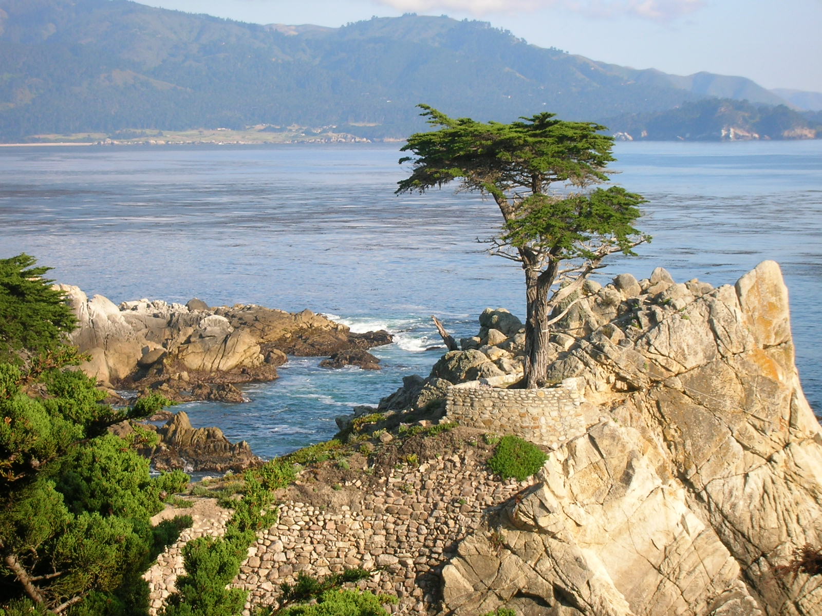 the tree stands alone